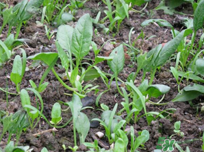 4月份可以種菠菜嗎？菠菜幾月份種？