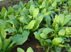4月份可以種菠菜嗎？菠菜幾月份種？