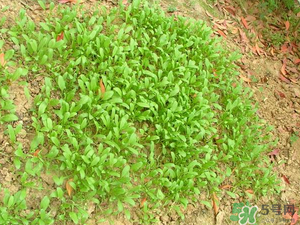4月份可以種菠菜嗎？菠菜幾月份種？