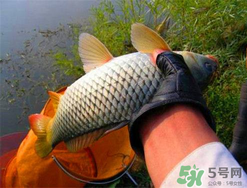 四月份可以釣鯉魚嗎？四月份怎么釣鯉魚？