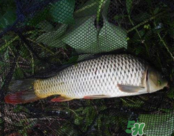 四月份可以釣鯉魚嗎？四月份怎么釣鯉魚？