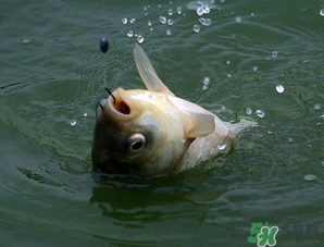 四月份能釣魚嗎？四月份釣什么魚？