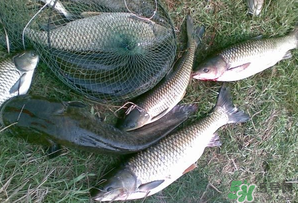 四月份能釣魚嗎？四月份釣什么魚？