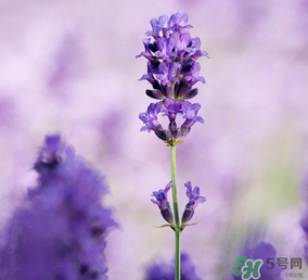 4月份有薰衣草嗎？四月份薰衣草開了嗎？