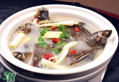 懷孕初期能吃甲魚嗎？懷孕初期可以吃甲魚嗎？