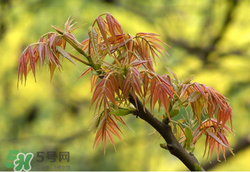香椿多少錢一斤？香椿芽多少錢一斤2017？