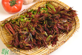 香椿為什么會(huì)苦？香椿苦味怎么回事？
