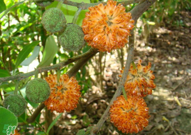 構(gòu)樹花孕婦能吃嗎？構(gòu)樹花孕婦可以吃嗎？