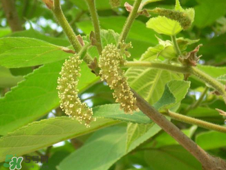 構(gòu)樹花孕婦能吃嗎？構(gòu)樹花孕婦可以吃嗎？
