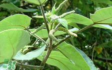 構(gòu)樹穗孕婦能吃嗎？孕婦能吃構(gòu)樹穗嗎？