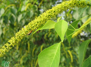 構(gòu)樹穗孕婦能吃嗎？孕婦能吃構(gòu)樹穗嗎？