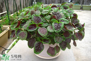 孕婦能吃莧菜嗎？孕婦可以吃莧菜嗎？