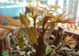 香椿什么時候發(fā)芽？香椿什么時候采摘？