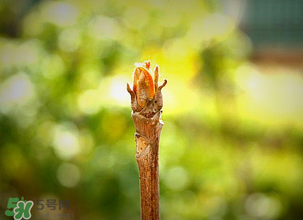 香椿什么時候發(fā)芽？香椿什么時候采摘？