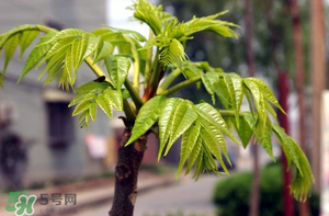 香椿什么時候發(fā)芽？香椿什么時候采摘？