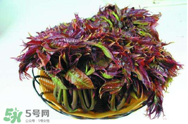 香椿什么時(shí)候上市？香椿幾月份上市？