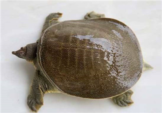懷孕初期能吃甲魚(yú)嗎？懷孕初期可以吃甲魚(yú)嗎？