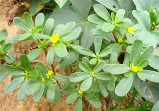 馬齒莧能治白發(fā)嗎？馬齒莧可以治白發(fā)嗎？
