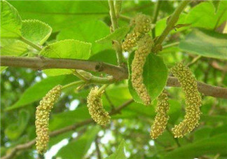 構(gòu)樹穗孕婦能吃嗎？孕婦能吃構(gòu)樹穗嗎？