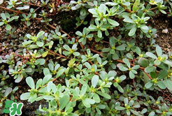 馬齒莧能治白發(fā)嗎？馬齒莧可以治白發(fā)嗎？