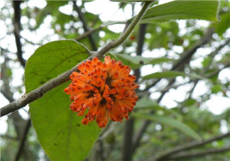 構(gòu)樹花孕婦能吃嗎？構(gòu)樹花孕婦可以吃嗎？