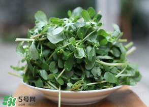 馬齒莧能治白發(fā)嗎？馬齒莧可以治白發(fā)嗎？