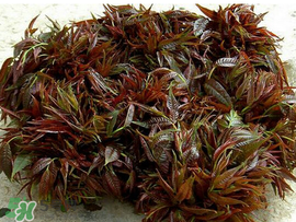 香椿什么味道？香椿吃起來什么味道？