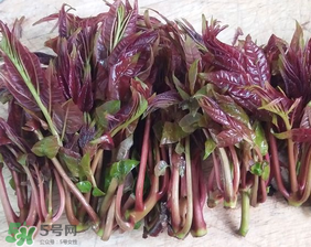 香椿什么味道？香椿吃起來什么味道？