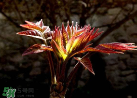 香椿能放冰箱嗎？香椿放冰箱能保存多久？