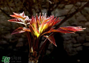 香椿苦能吃嗎？香椿苦怎么做好吃？