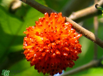 構(gòu)樹果實(shí)能吃嗎？構(gòu)樹果實(shí)孕婦能吃嗎？