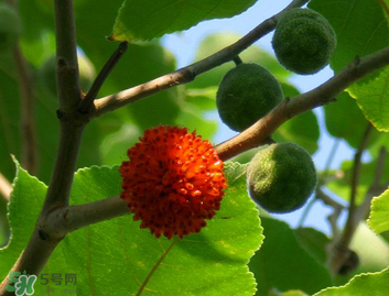 構(gòu)樹果實(shí)能吃嗎？構(gòu)樹果實(shí)孕婦能吃嗎？