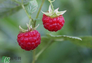 山莓孕婦能吃嗎？山莓孕婦可以吃嗎？