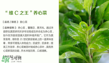 救心菜孕婦能吃嗎？救心菜孕婦可以吃嗎？