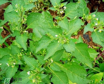 孕婦可以吃龍葵菜嗎？龍葵菜孕婦可以吃嗎？