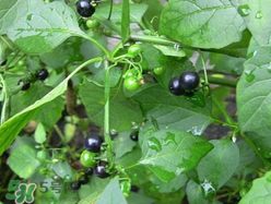孕婦可以吃龍葵菜嗎？龍葵菜孕婦可以吃嗎？