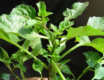 孕婦可以吃龍葵菜嗎？龍葵菜孕婦可以吃嗎？