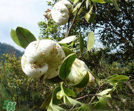 茶耳孕婦能吃嗎？孕婦能吃茶耳嗎？