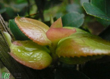 茶耳孕婦能吃嗎？孕婦能吃茶耳嗎？