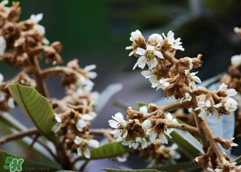 枇杷花孕婦能喝嗎？枇杷花孕婦可以喝嗎？