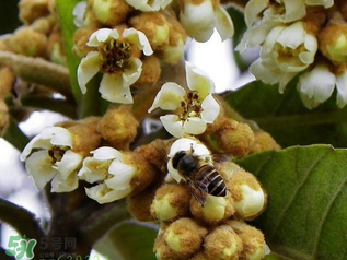 枇杷花孕婦能喝嗎？枇杷花孕婦可以喝嗎？