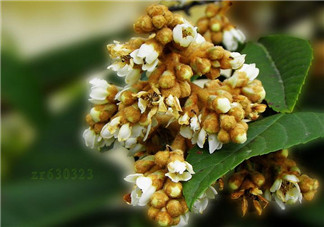 枇杷花孕婦能喝嗎？枇杷花孕婦可以喝嗎？
