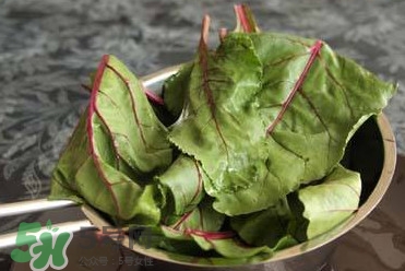 甜菜葉是否可以生吃？甜菜葉可以生吃嗎
