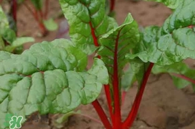甜菜葉是否可以生吃？甜菜葉可以生吃嗎