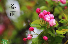 谷雨會下雨嗎？2017年谷雨會下雨嗎？