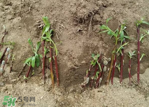 香椿可以扦插嗎？香椿什么時候扦插？