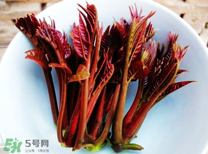 香椿能插活嗎？香椿樹枝能插活嗎？