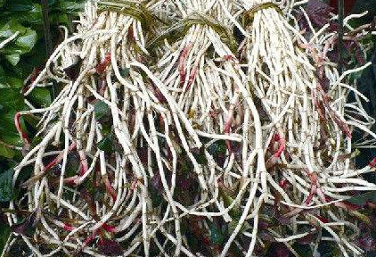 魚腥草根和葉哪個好？魚腥草根好還是葉子好