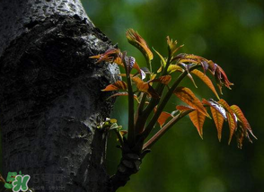 香椿芽可以冷凍嗎？香椿芽怎么冷凍？