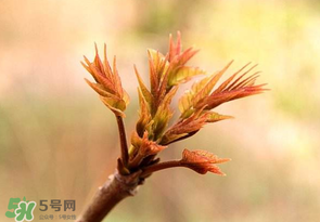 香椿芽可以冷凍嗎？香椿芽怎么冷凍？